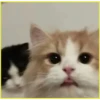 Gatitos💞6🇵🇪Clásica 5