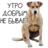 Лента Добра х Vetland Adoption (@dobrayalenta ) 7