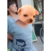 Chihuahua Memes 8