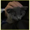 Gatitos💞6🇵🇪Clásica 7