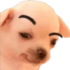 Chihuahua Memes 11