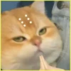 Gatitos💞6🇵🇪Clásica 9