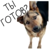 Лента Добра х Vetland Adoption (@dobrayalenta ) 10