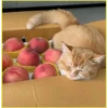 Gatitos💞6🇵🇪Clásica 10