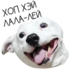 Лента Добра х Vetland Adoption (@dobrayalenta ) 12