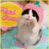Gatitos💞6🇵🇪Clásica 11