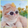 Gatitos💞6🇵🇪Clásica 12