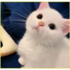 Gatitos💞6🇵🇪Clásica 16