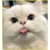 Gatitos💞6🇵🇪Clásica 17