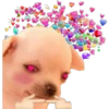 Chihuahua Memes 22