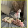 Gatitos💞6🇵🇪Clásica 18