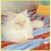 Gatitos💞6🇵🇪Clásica 19