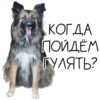 Лента Добра х Vetland Adoption (@dobrayalenta ) 17