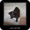 Very funny stickers 16