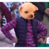 Chihuahua Memes 23
