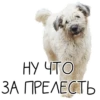 Лента Добра х Vetland Adoption (@dobrayalenta ) 21