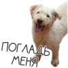 Лента Добра х Vetland Adoption (@dobrayalenta ) 22