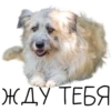 Лента Добра х Vetland Adoption (@dobrayalenta ) 23