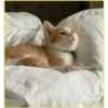 Gatitos💞6🇵🇪Clásica 20