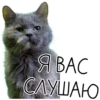 Лента Добра х Vetland Adoption (@dobrayalenta ) 25