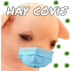HAY COVIS