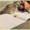 Gatitos💞6🇵🇪Clásica 21