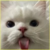 Gatitos💞6🇵🇪Clásica 22