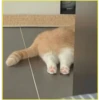 Gatitos💞6🇵🇪Clásica 23