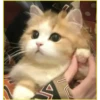 Gatitos💞6🇵🇪Clásica 24