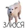 Лента Добра х Vetland Adoption (@dobrayalenta ) 28