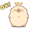 Mini pig 16