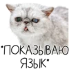 Лента Добра х Vetland Adoption (@dobrayalenta ) 29