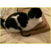 Gatitos💞6🇵🇪Clásica 27