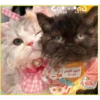 Gatitos💞6🇵🇪Clásica 28