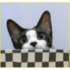 Gatitos💞6🇵🇪Clásica 29