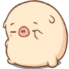 Mini pig 19