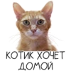 Лента Добра х Vetland Adoption (@dobrayalenta ) 30
