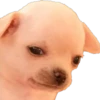Chihuahua Memes 30