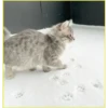 Gatitos💞6🇵🇪Clásica 30