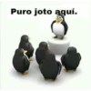 Momazos 1.10 súper  prros Alv 9