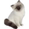 Miau Chat 12