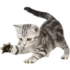 Miau Chat 18