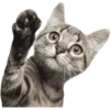 Miau Chat 19