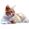 Miau Chat 25