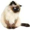 Miau Chat 28