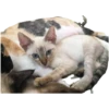 Miau Chat 29