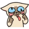 Siamese cat reactions 5
