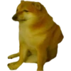 PERRITO 6