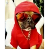 animales facheros (cool animals) 5