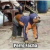 Perro Facha